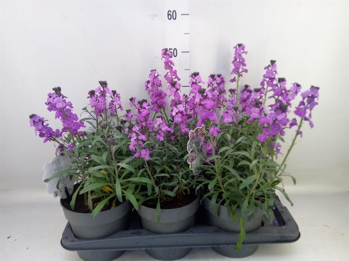 <h4>Erysimum linifolium 'Bowles Mauve'</h4>