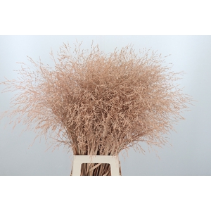 Panicum Kl Bh Apricot