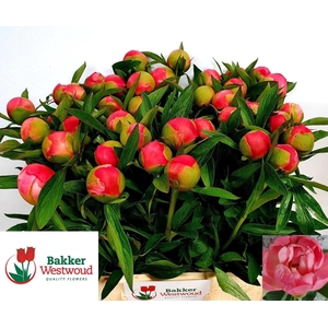 PAEONIA HYBR. 'CORAL CHARM'