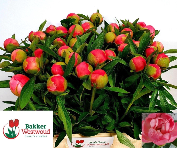 <h4>PAEONIA HYBR. 'CORAL CHARM'</h4>
