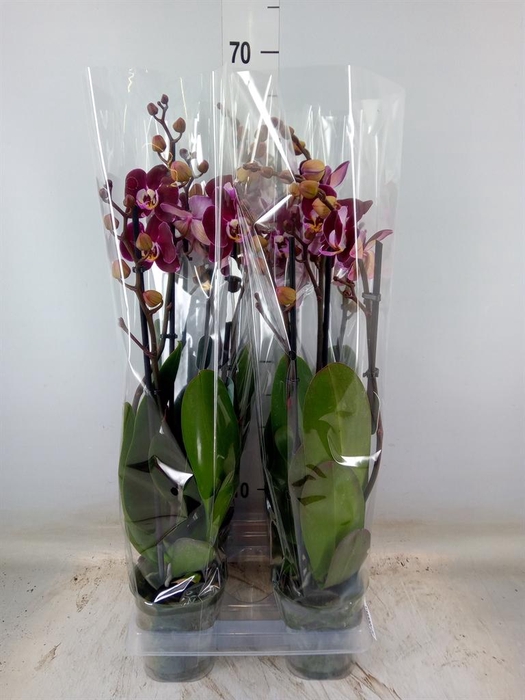 <h4>Phalaenopsis  'Magdalena'</h4>