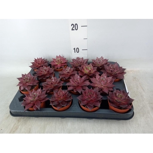 Echeveria  'Taurus'