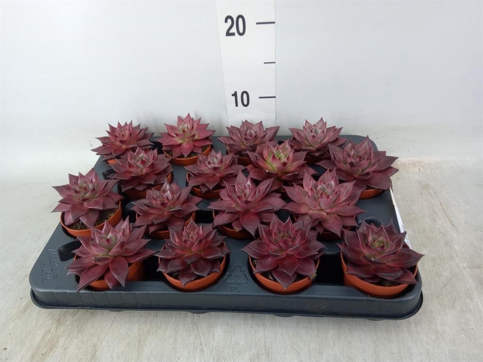 <h4>Echeveria  'Taurus'</h4>