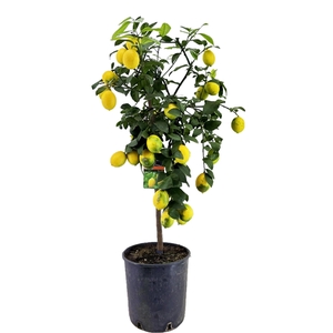 Citrus lemon