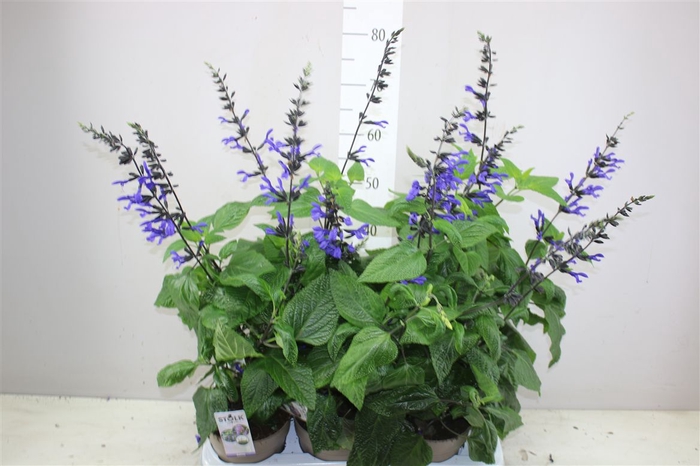 <h4>Salvia Black & Bloom</h4>