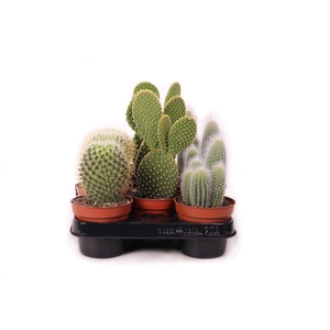 Cactus mix op rij 10,5 cm