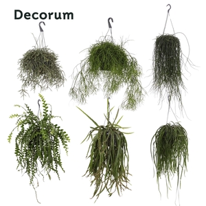 Rhipsalis Mix P21