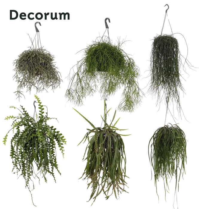 <h4>Rhipsalis Mix P21</h4>