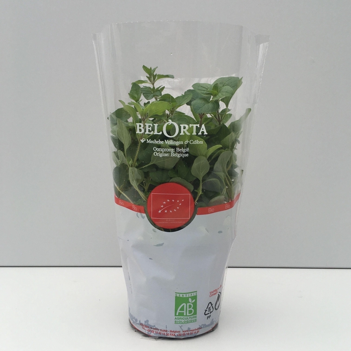 <h4>Oregano P12</h4>