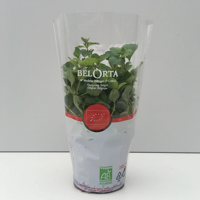 <h4>Oregano P12</h4>