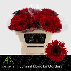 GERBERA MIS 'LARSSON'