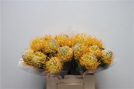 <h4>Leuco Super Gold</h4>