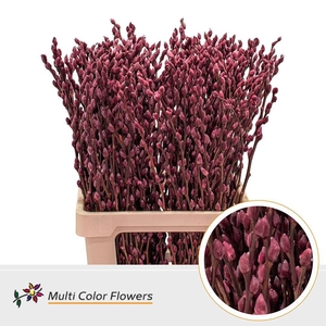Salix caprea 'Snow Flake' .color H%