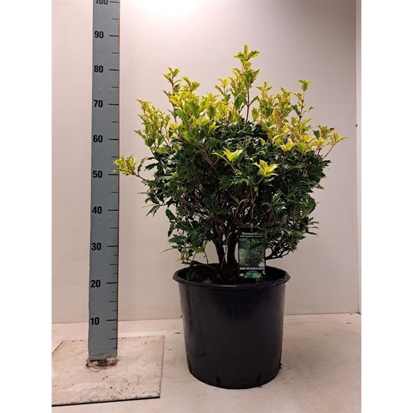 <h4>Osmanthus heterophyllus 'Goshiki'</h4>