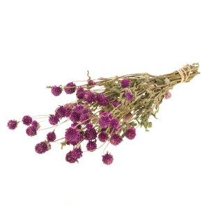 Gomphrena Natural Purple