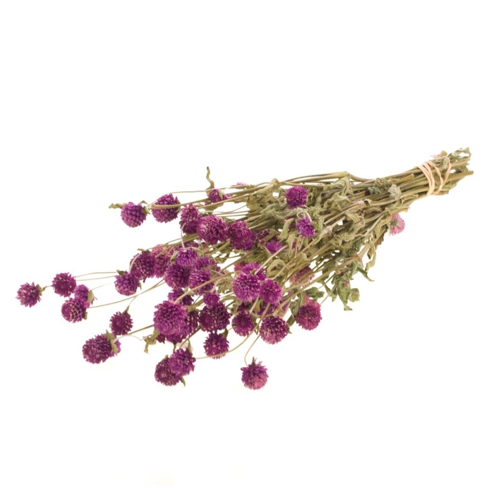 <h4>Gomphrena Natural Purple</h4>