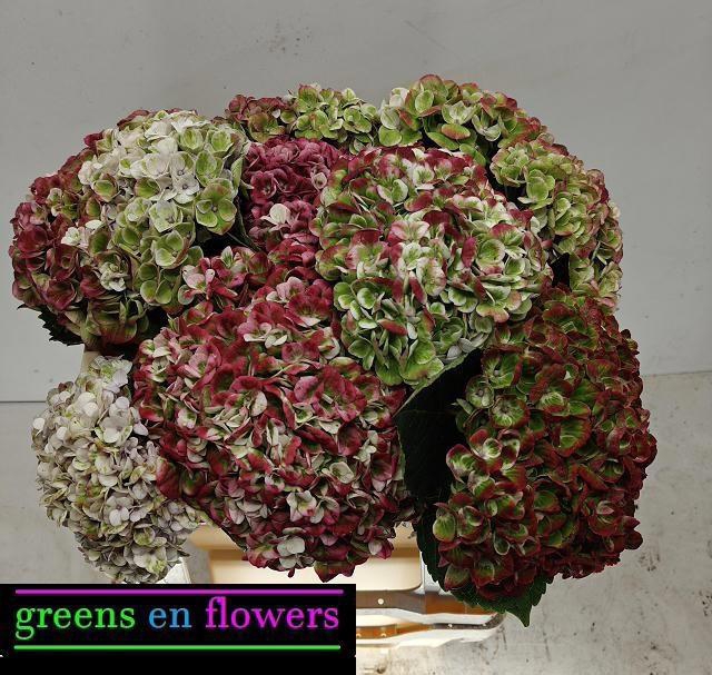 <h4>HYDR M MAG REV CL</h4>