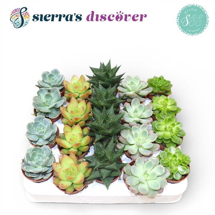 <h4>Sierra's® - Valencia Succulent Mix (Prime)</h4>