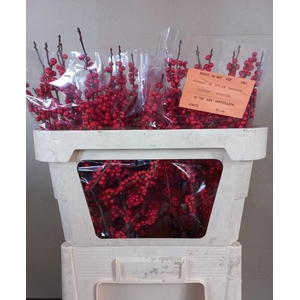 Ilex verticillata red