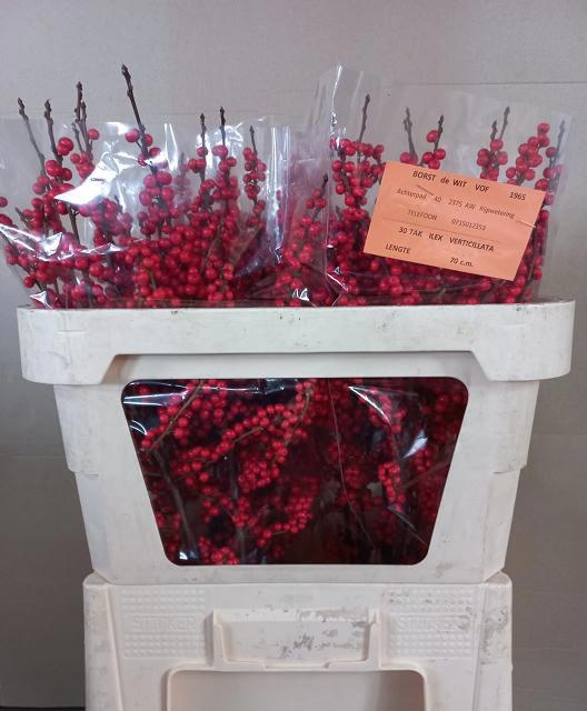 <h4>Ilex verticillata red</h4>