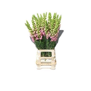 Antirrhinum Potomac Early Pink