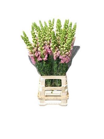 <h4>Antirrhinum Potomac Early Pink</h4>