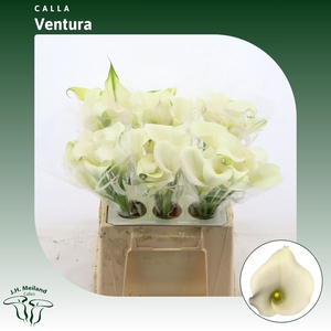 Calla Ventura