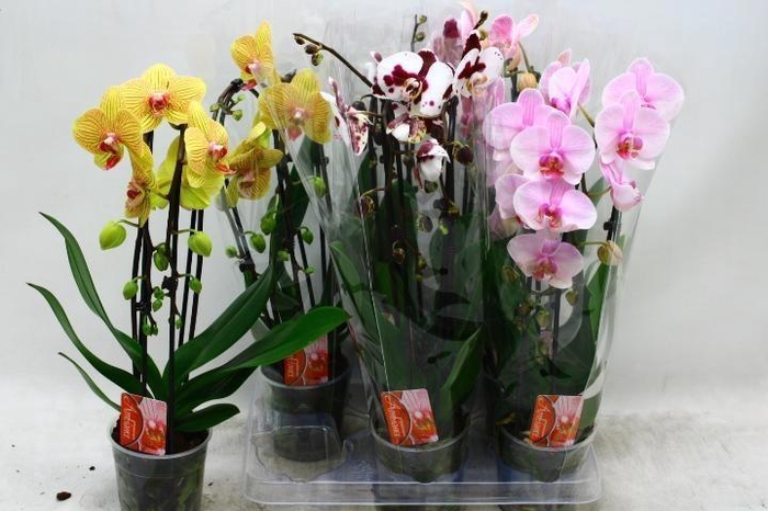 <h4>PHAL EL CASCADE</h4>