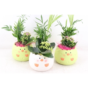 arr2 PL - Ker. kuiken mix