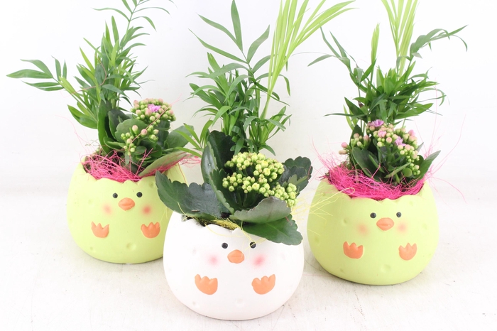 <h4>arr2 PL - Ker. kuiken mix</h4>