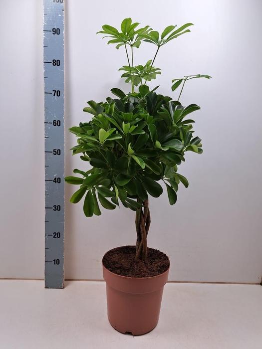 <h4>SCHEF AR NORA</h4>