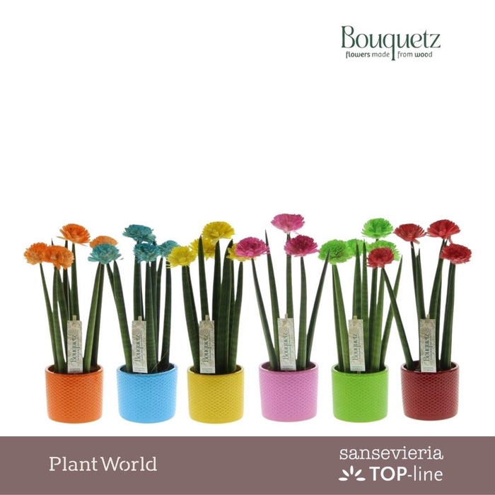 <h4>Sansevieria TOP-line Bouquetz Mix in Dots keramiek</h4>