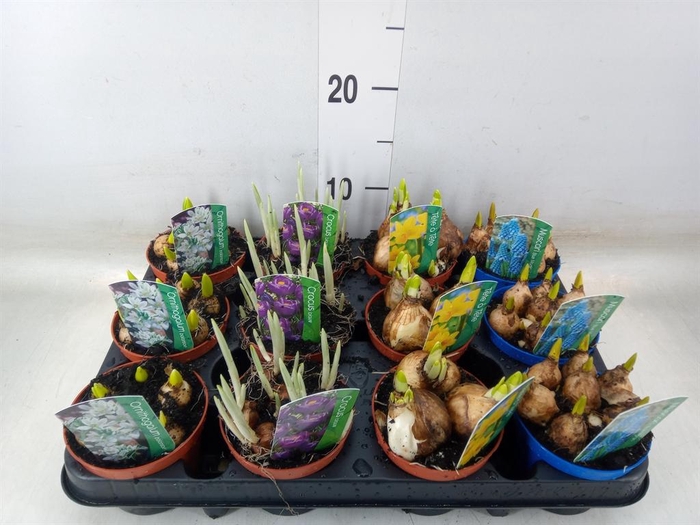 <h4>Bolbloemen   ...mix</h4>