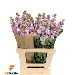Matth Iron Cherry Bl