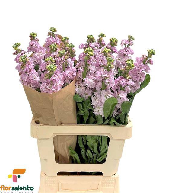 <h4>Matth Iron Cherry Bl</h4>