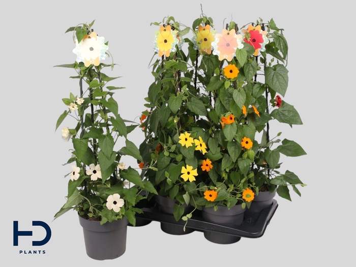 <h4>THUNB ALATA</h4>