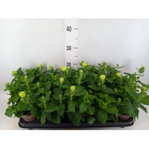 Platycodon grand. 'Astra White'