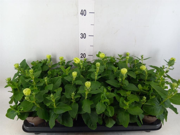 <h4>Platycodon grand. 'Astra White'</h4>