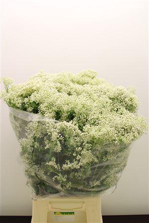 <h4>Ozo Rice Flower Wit</h4>