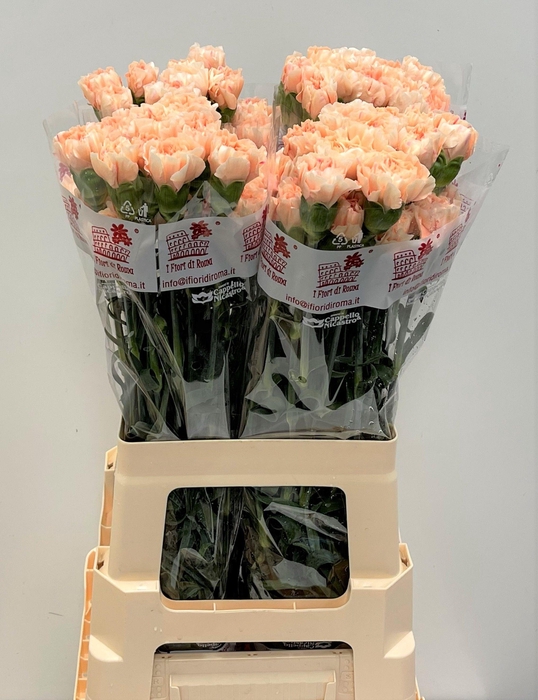 <h4>DI ST APPLE TEA</h4>