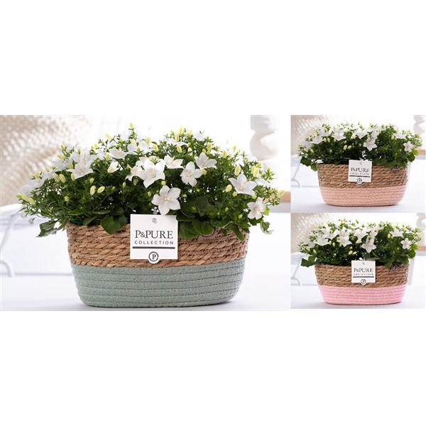 Campanula Atlanta Pure Field Basket