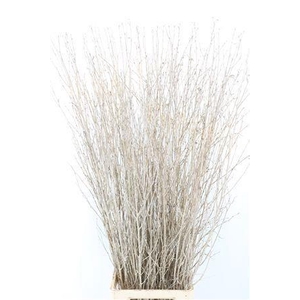 BETULA BS KLB H%