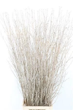 <h4>BETULA BS KLB H%</h4>