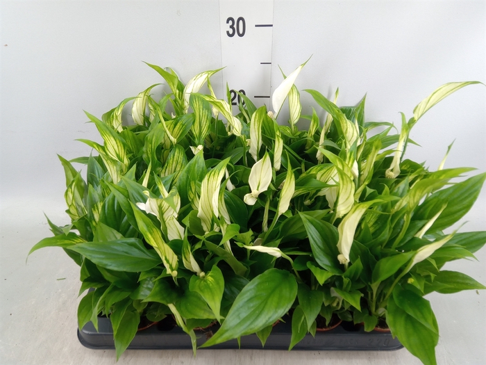 <h4>Spathiphyllum  'Chopin'</h4>