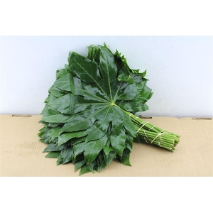 Aralia 50 Cm South Africa