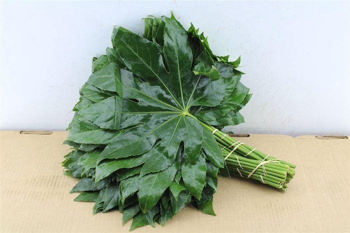 <h4>Aralia 50 Cm South Africa</h4>
