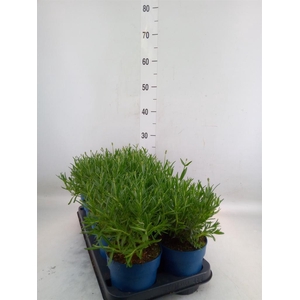 Lavandula angus. 'Felice'