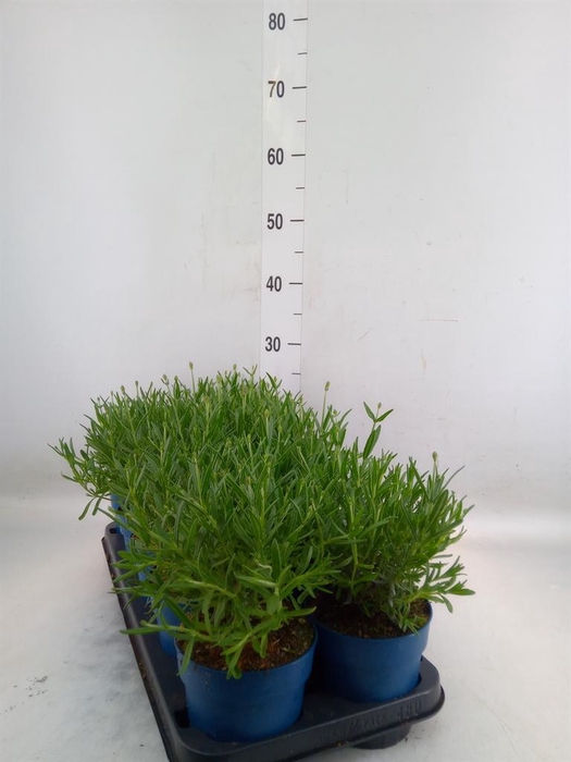 <h4>Lavandula angus. 'Felice'</h4>