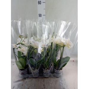 Phalaenopsis  'Elegant Cascade'