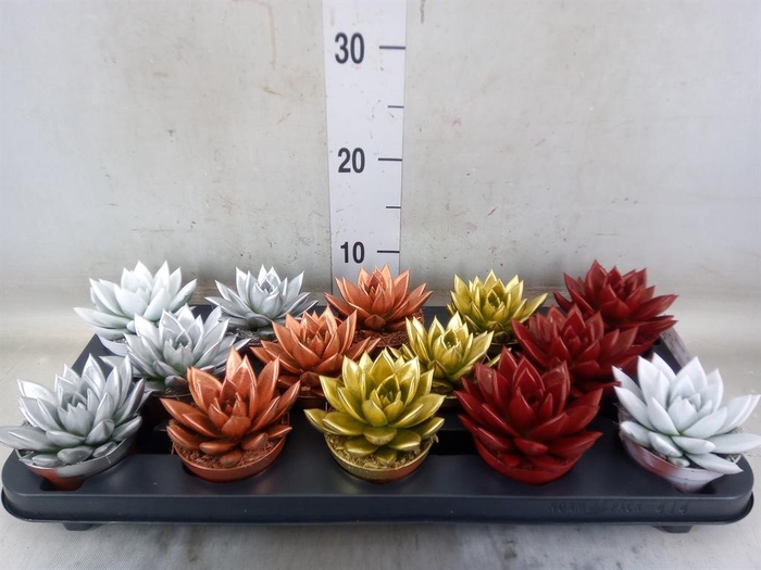 <h4>Echeveria  'Miranda'</h4>